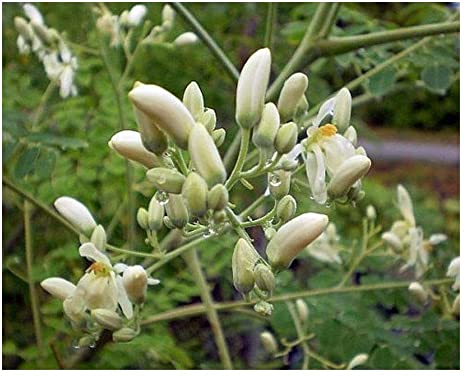 Moringa pterygosperma