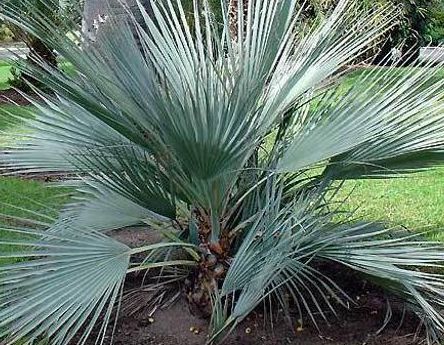 Nannorrhops arabica silver