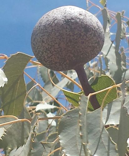 Neobeguea mahafaliensis