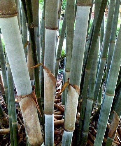 Neosinocalamus affinis