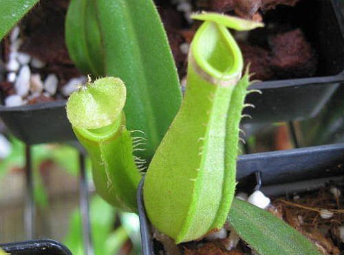 Nepenthes albomarginata purple green var.iant pitcher