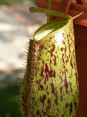 Nepenthes ampullaria brown speckle green lips pitcher