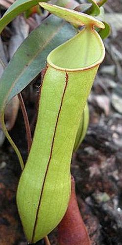 Nepenthes gracilis Green/Brown