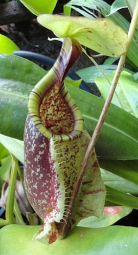 Nepenthes rafflesiana green var.squat pitcher plant