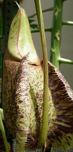 Nepenthes rafflesiana rainbow speckle var. Giant pitcher