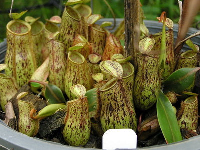 Nepenthes Trichocarpa