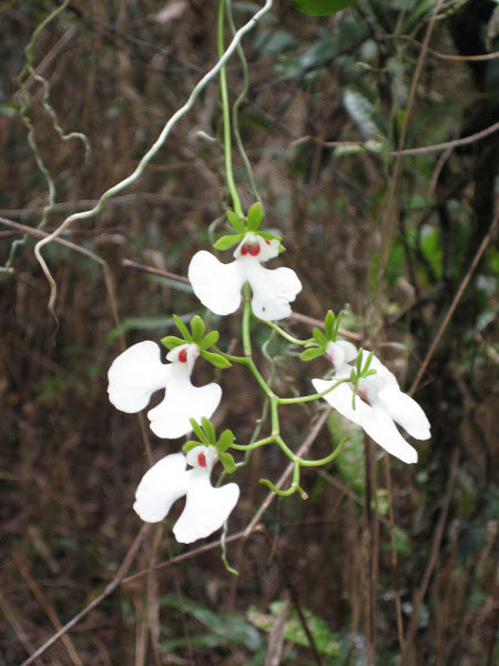 Oeonia Rosea
