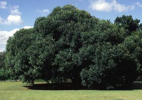 Olea europaea ssp. africana-Olive tree
