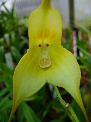 Orchid Monkey Face green