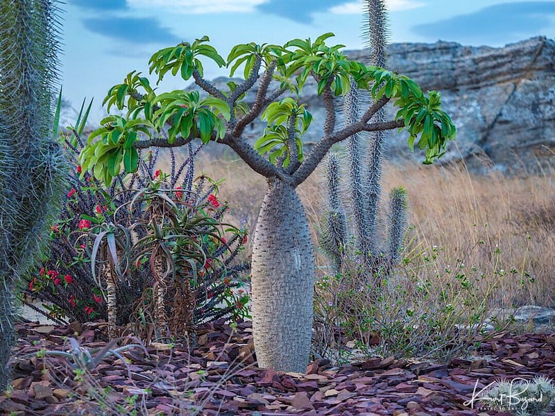 Pachypodium lamerei,