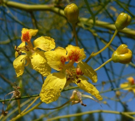 Parkinsonia aculeata-The Jerusalem thorn