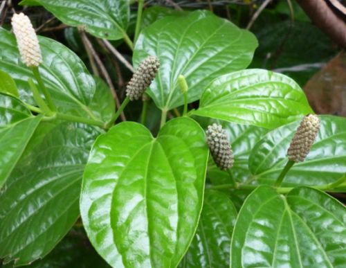 Piper longum Long pepper