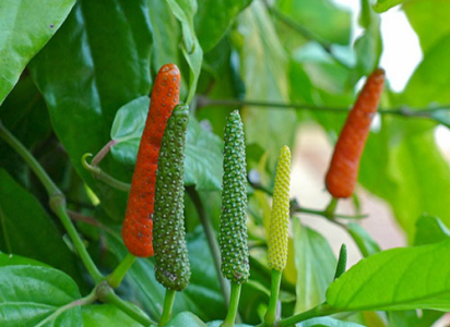 Piper longum Long pepper