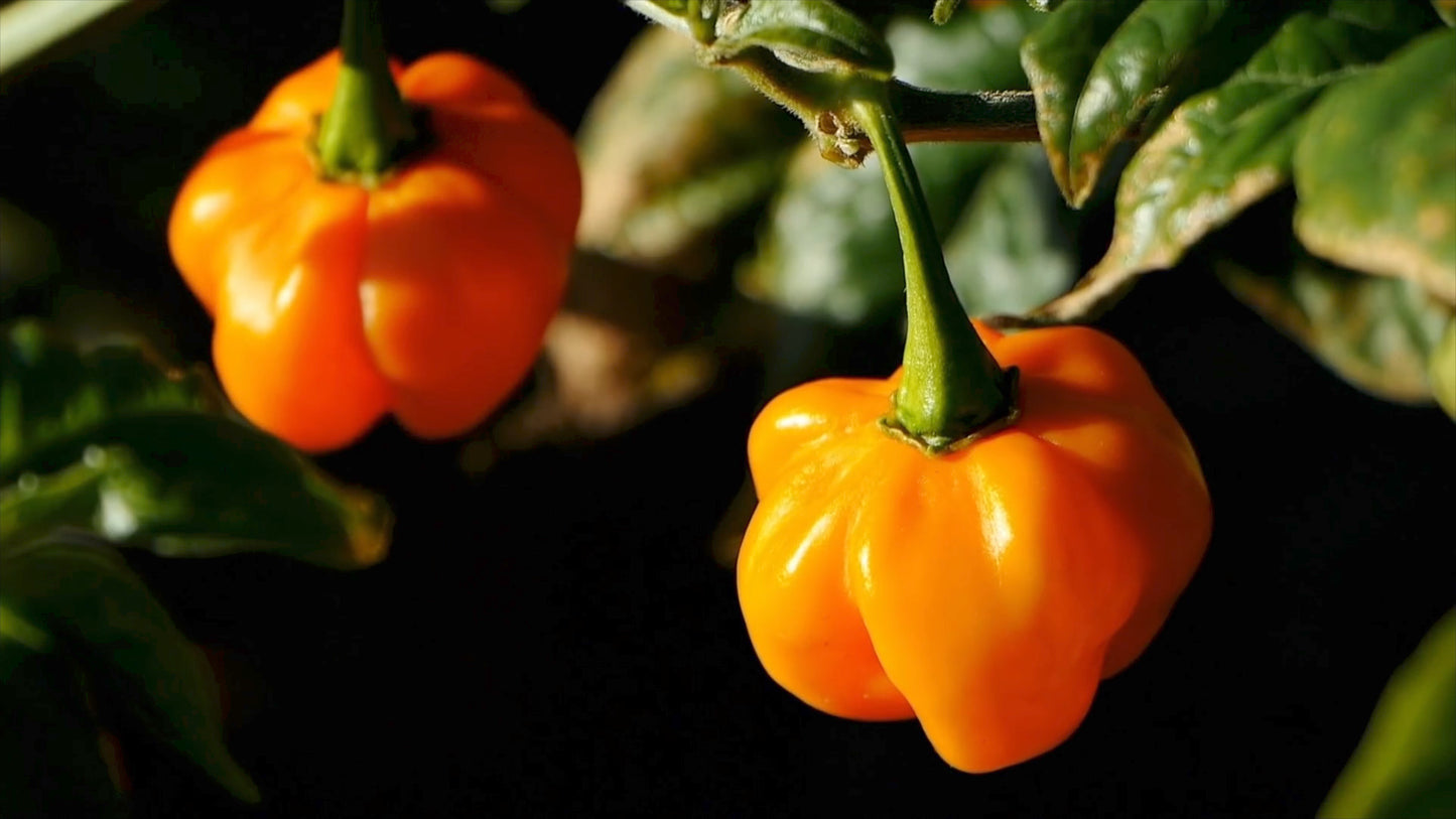 Chili Pumpkin Habanero