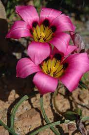 Romulea Atrandra