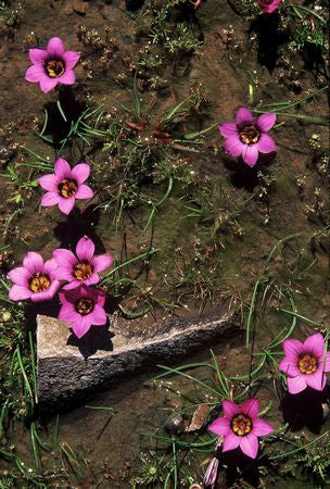 Romulea Atrandra