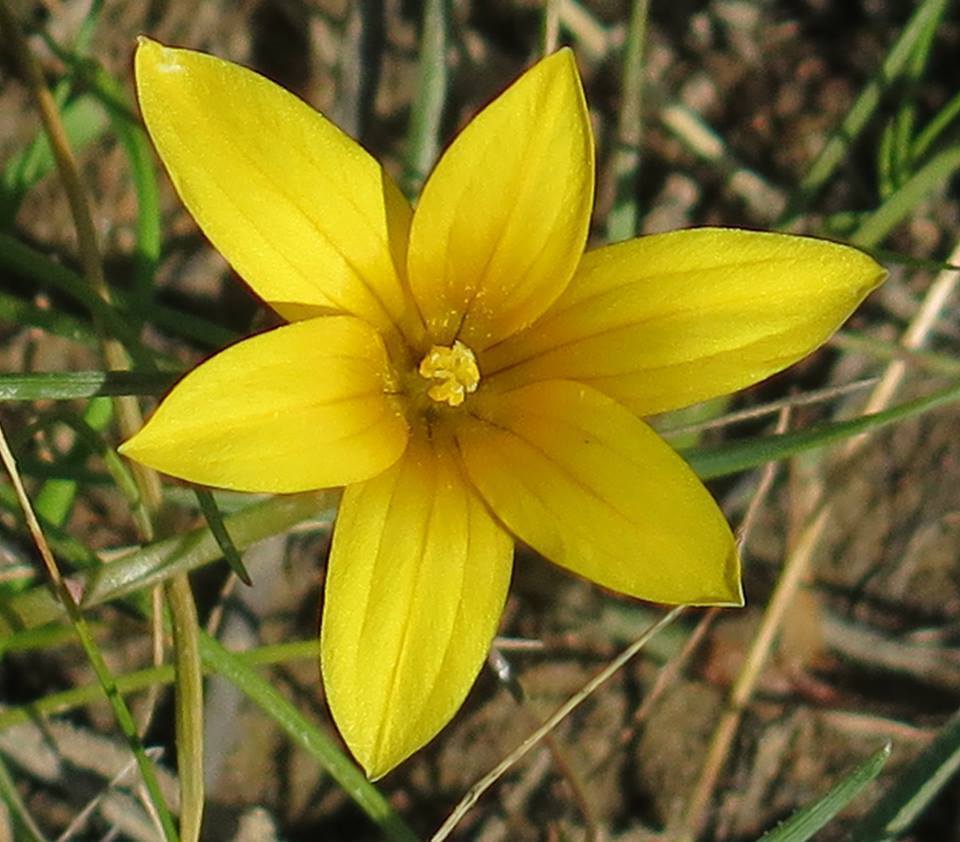 Romulea Citrina