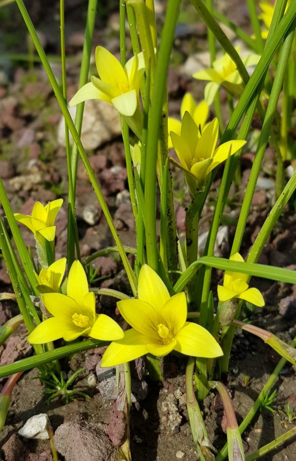 Romulea Citrina