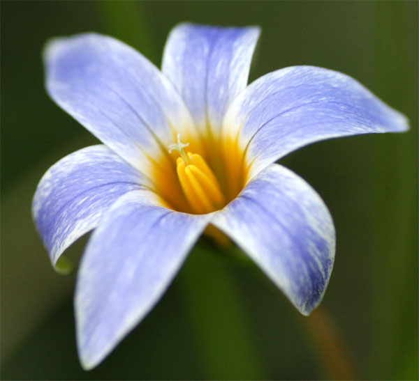 Romulea Tabularis