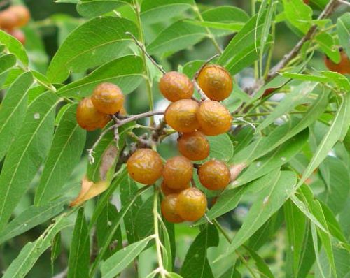 Sapindus saponaria