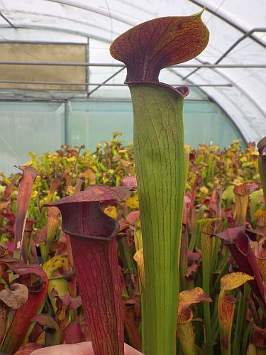 Sarracenia alata red throat heavy veined pitcher cultivar red throat heavy veined