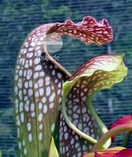 Sarracenia excellens pitcher