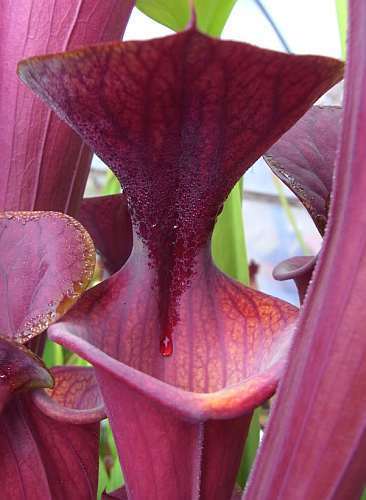 Sarracenia mix