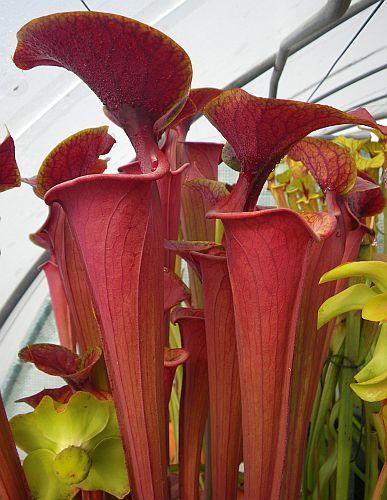 Sarracenia flava var.atropurpurea Mk F27C pitcher