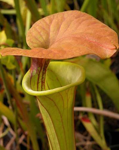 Sarracenia mix