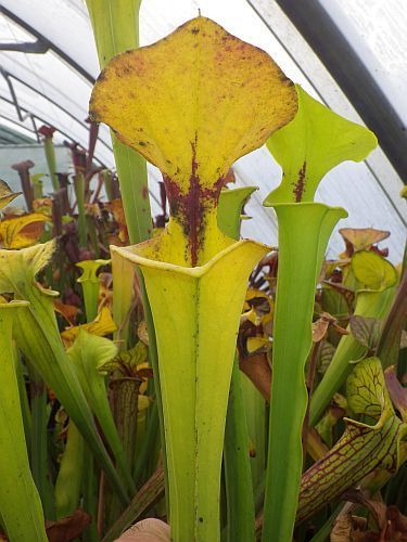 Sarracenia flava var. Ruegelii giant pitcher