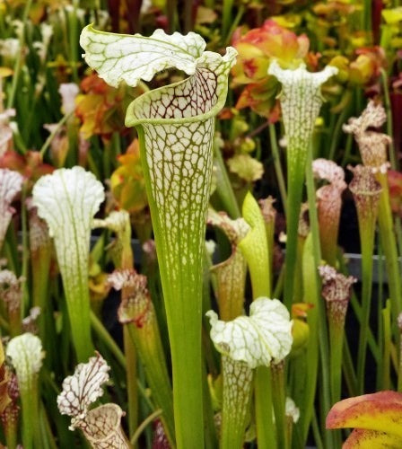 Sarracenia mix