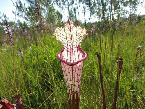 Sarracenia leucophylla red mouth fat pitcher