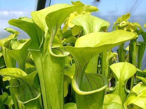 Sarracenia oreophila giant