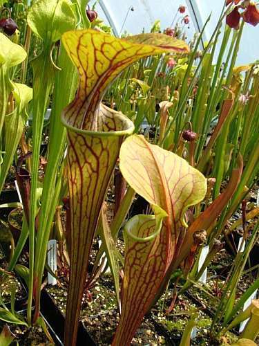 Sarracenia oreophila heavy veined green