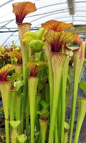 Sarracenia oreophila very fat pitchers green