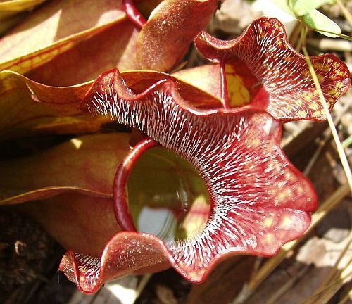Sarracenia psittacina sandy bottom creek road parrots