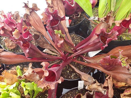 Sarracenia purpurea ssp. purpurea var. stolonifera