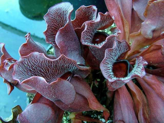 Sarracenia purpurea ssp. venosa wavy lid course white hairs