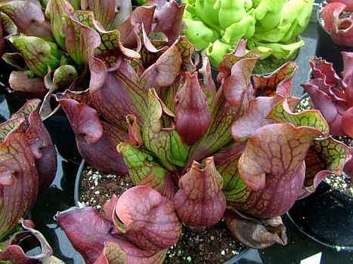 Sarracenia purpurea var purpurea Switzerland giant
