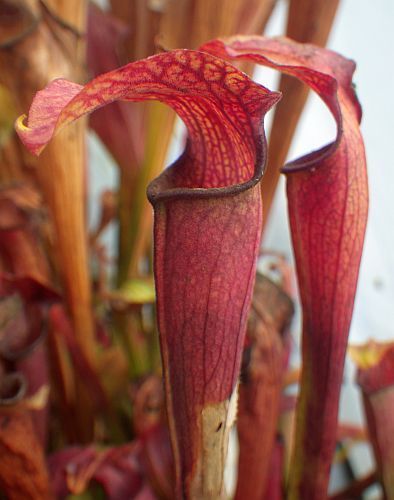 Sarracenia rubra ssp. Jonesii Cesars Head