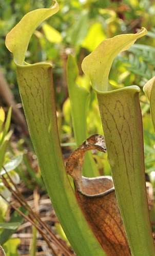 Sarracenia rubra ssp. alabamensis ex. H. Kibellis