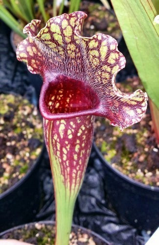 Sarracenia x mitchelliana dark red