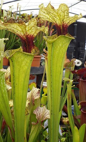 Sarracenia x moorei Boga Leiden pitcher