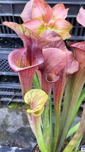 Sarracenia x moorei Brooks hybrid pitcher