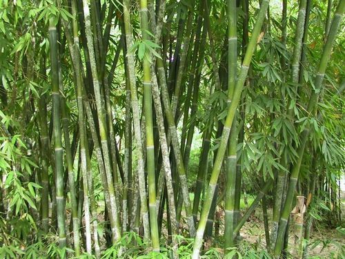 Schizostachyum funghomii-Bamboo