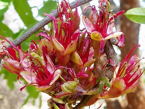Schotia brachypetala
