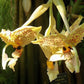 Stanhopea graveolens orchid