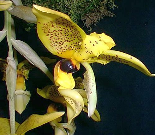 Stanhopea inodora green with dark eye spot orchid