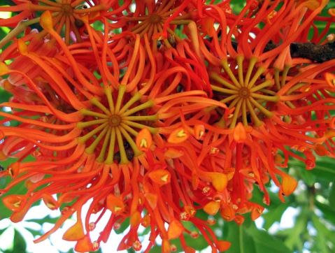 Stenocarpus sinuatus Firewheel Tree