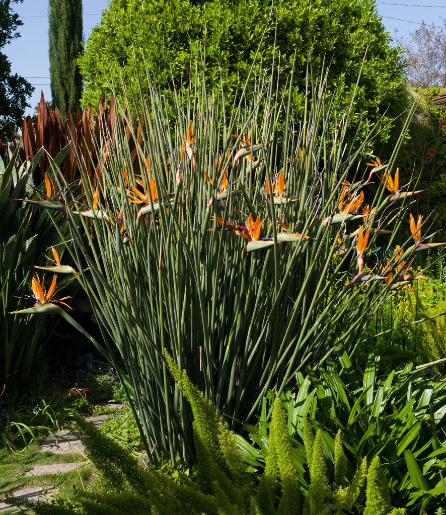 Strelitzia juncea- Crane Flower
